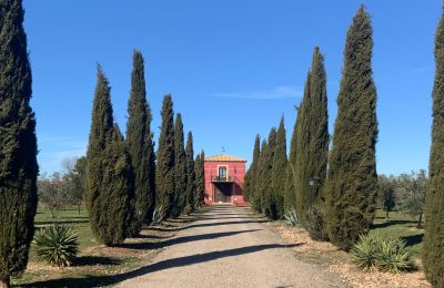 Farmhouse for sale Almagro, Almagro, Castile-La Mancha, Entrada arbolada con cipreses