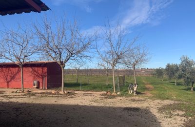 Farmhouse for sale Almagro, Almagro, Castile-La Mancha, Propiedad con almendros