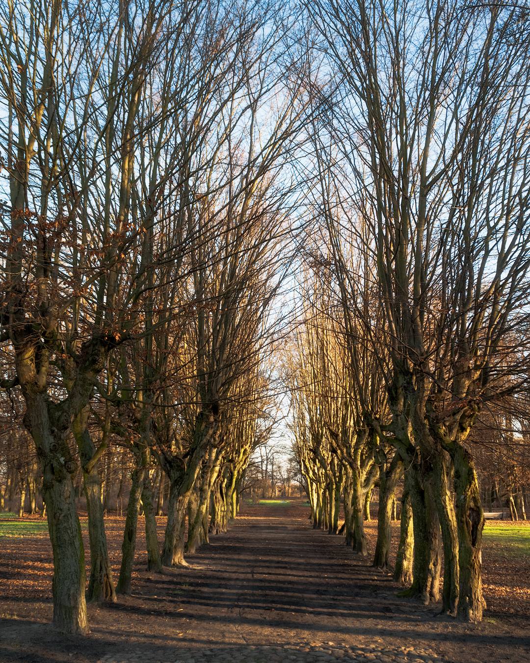 Hornbeam, Alley, Sobota castle